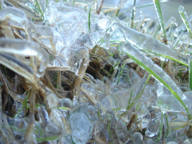 iced grass