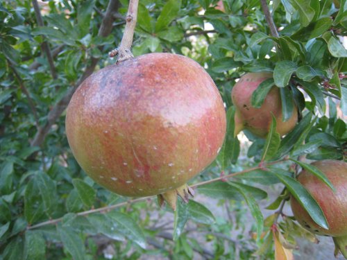 Pomegranate at the orchard